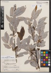 Foto von Salix dibapha C. K. Schneid.